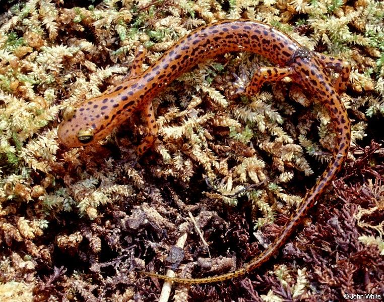 Longtail salamander-Eurycea longicauda longicauda 001-by John White.jpg