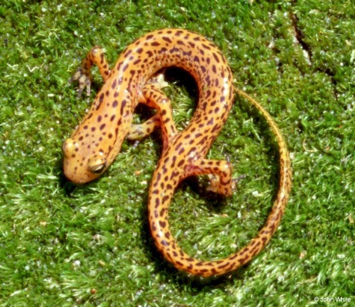 Longtail salamander  Eurycea longicauda longicauda 5-by John White.jpg