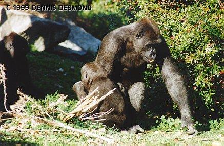 Lowland gorilla female01-by Dennis Desmond.jpg