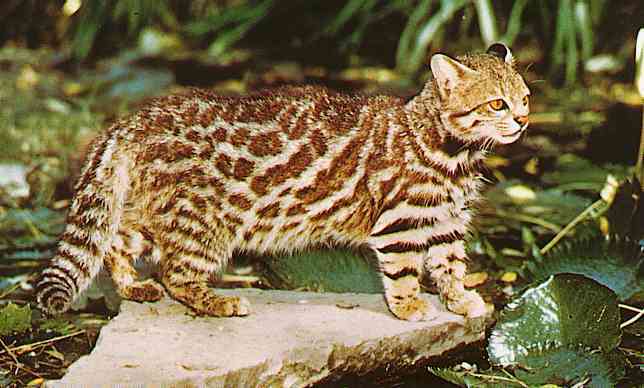 Lynchailurus-pajerosTR-Pampas Cat-by Trudie Waltman.jpg