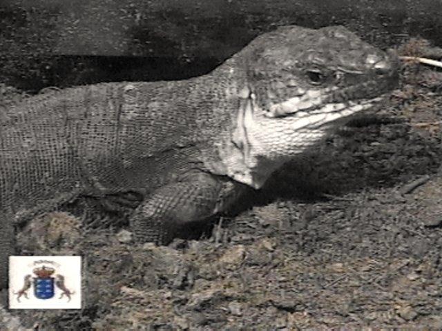 MKramer-Galliota gomerana05-Gomeran Giant Lizard.jpg