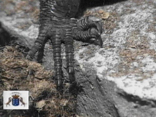 MKramer-Galliota gomerana07-Gomeran Giant Lizard.jpg