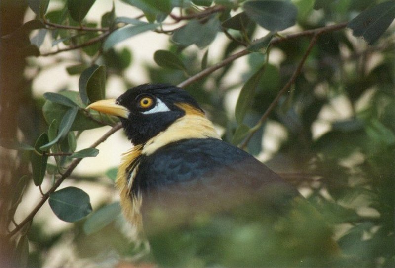 MKramer-Golden-breasted Mynah2-from New Guinea-El Paso Birdpark La Palma.jpg