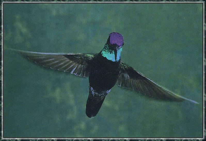 MagnificentHummingbird 01.jpg