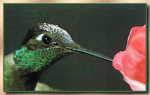 MagnificentHummingbird 03.jpg