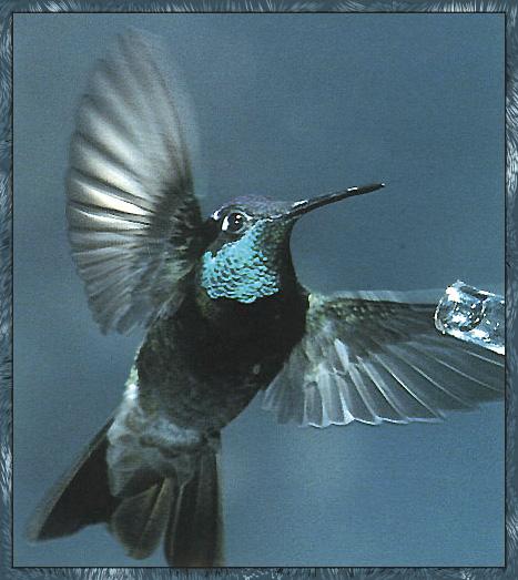 MagnificentHummingbird 04.jpg