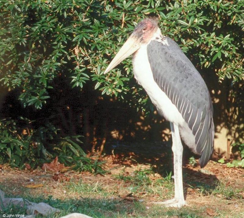 Marabou Stork301-by John White.jpg