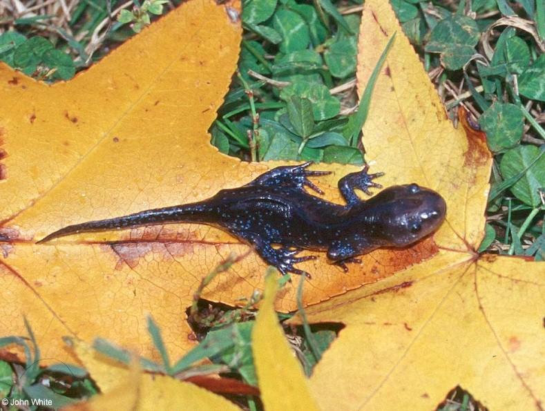 Mole Salamander-Ambystomatalpoideum-by John White.jpg