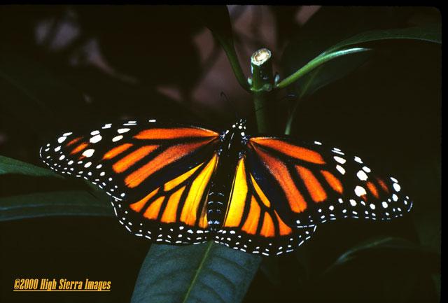 Monarch Butterfly1-by Jose Sierra Jr.jpg