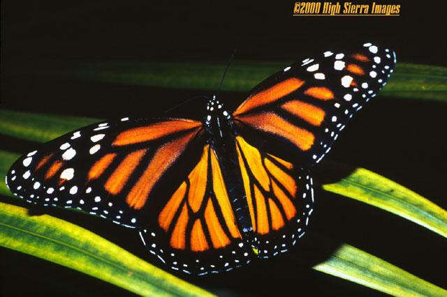 Monarch Butterfly2-by Jose Sierra Jr.jpg
