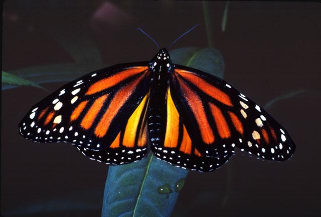 Monarch Butterfly3-by Jose Sierra Jr.jpg
