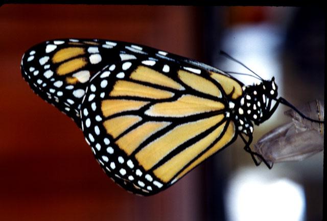 Monarch Butterfly4-by Jose Sierra Jr.jpg