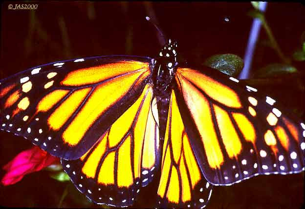 Monarch Butterfly 1a-by Jose Sierra Jr.jpg