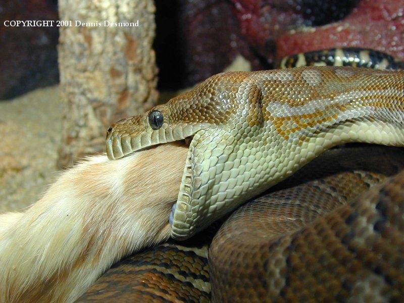 Morelia bredli01-Bredl s Python eating a rat-by Dennis Desmond.jpg