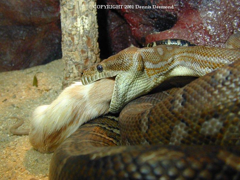 Morelia bredli02a-Bredl s Python eating a rat-by Dennis Desmond.jpg
