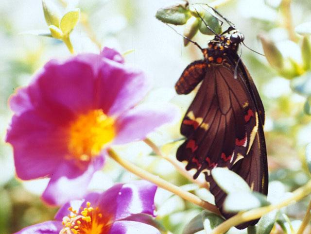 NB Pipevine SwallowTail Butterfly-by Jose Sierra Jr.jpg