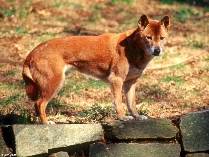 New Guinea Singing Dog  Canis lupus halstromi 005-by John White.jpg