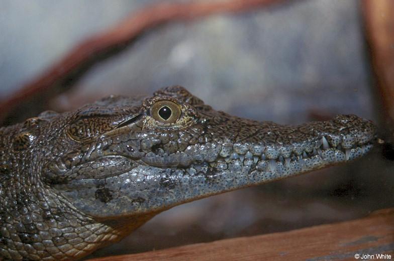Nile crocodile  Crocodylus niloticus 0004-by John White.jpg