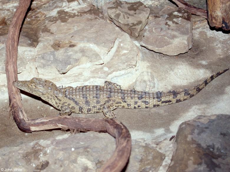 Nile crocodile  Crocodylus niloticus 0006-by John White.jpg