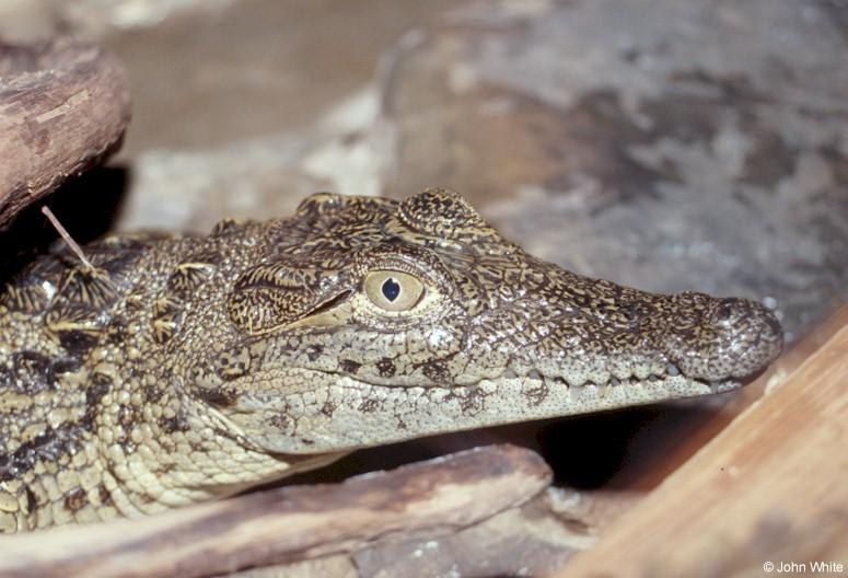 Nile crocodile  Crocodylus niloticus 0007-by John White.jpg