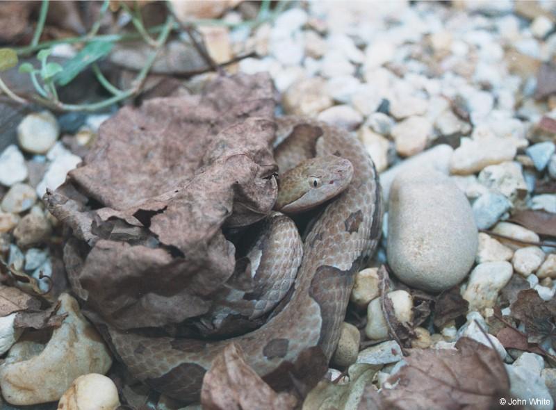 Northern Copperhead Snake 9-17-00002-by John White.jpg