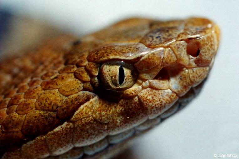 Northern Copperhead Snake Close-up003-by John White.jpg