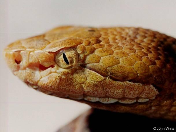 Northern Copperhead Snake Close-up004-by John White.jpg