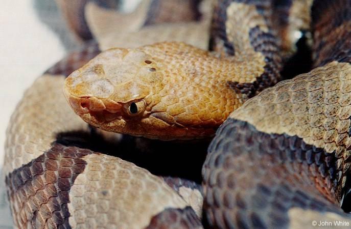 Northern Copperhead Snake Close-up005-by John White.jpg