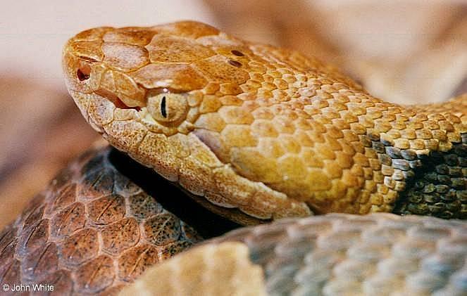 Northern Copperhead Snake Close-up006-by John White.jpg