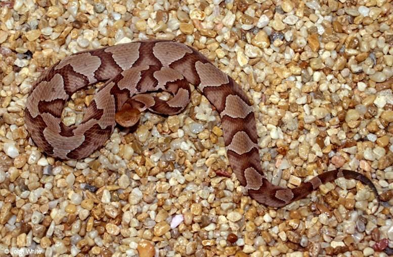 Northern Copperhead snake1-800x600-by John White.jpg