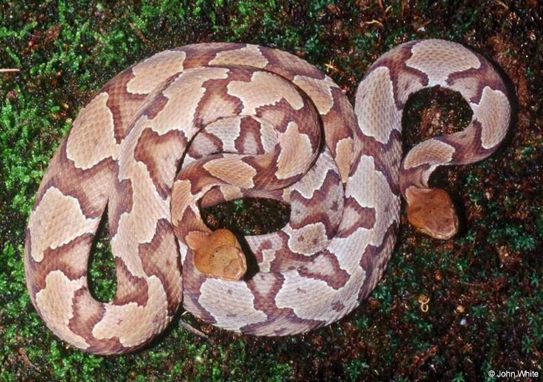 Northern Copperhead snake2-800x600-by John White.jpg