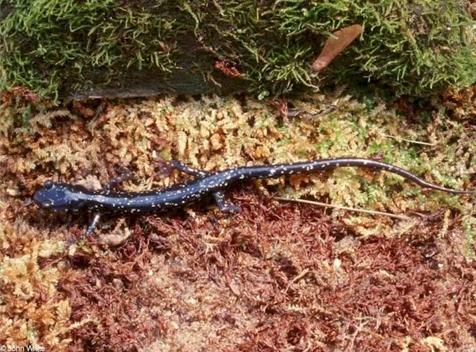 Northern Slimy Salamander   Plethodon glutinosus 1lr-by John White.jpg