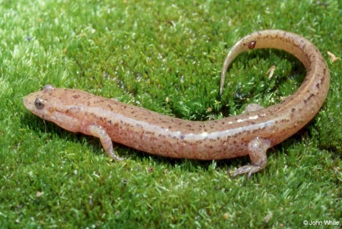 Northern dusky salamander  Desmognathus fuscus fuscus 0001-by John White.jpg
