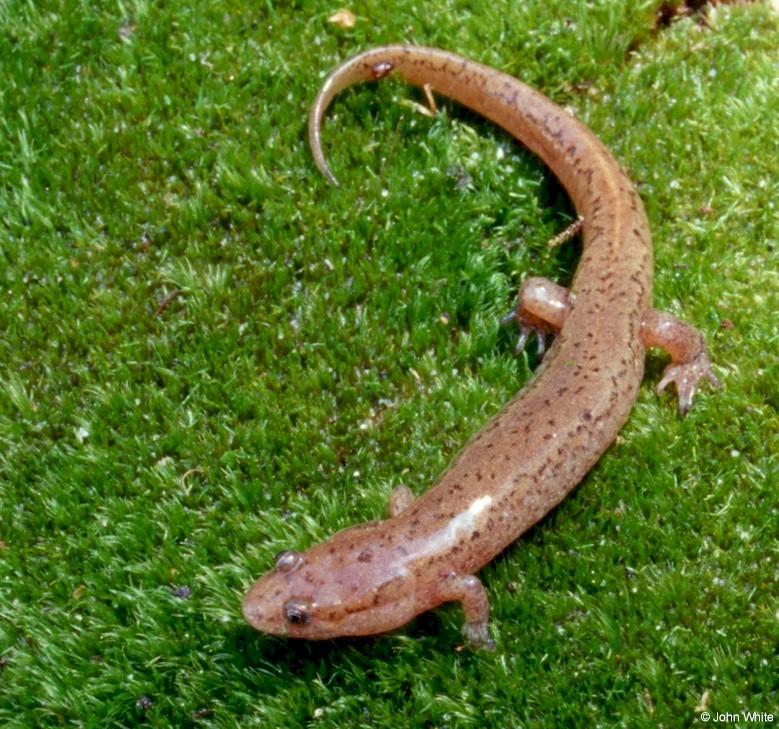 Northern dusky salamander  Desmognathus fuscus fuscus 0005-by John White.jpg