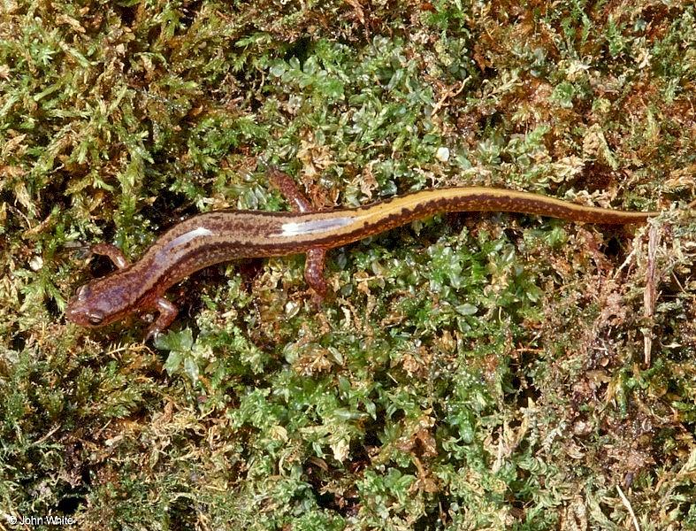 Northern two-lined salamander-Eurycea bislineata-by John White.jpg