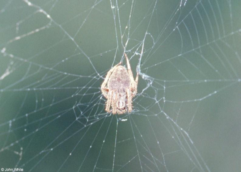 Orb Weaver Spider-by John White.jpg