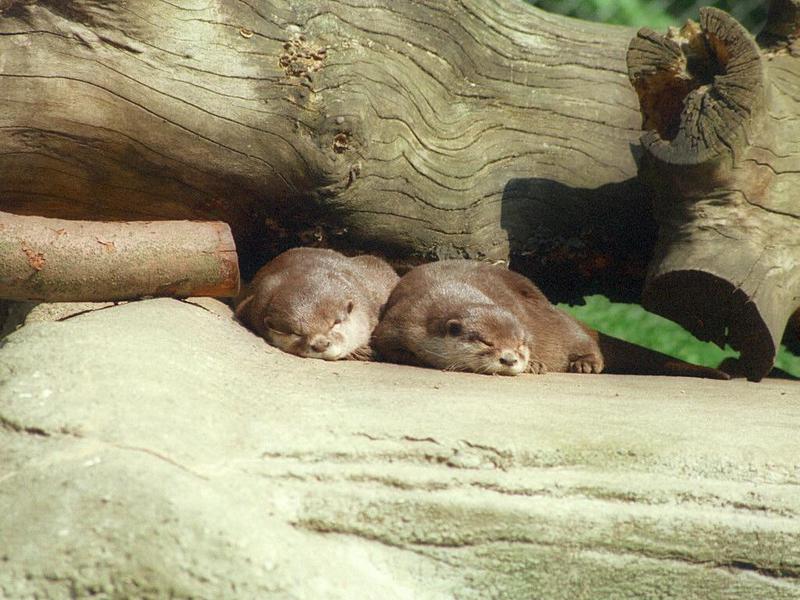Oriental Small-clawed Otters001-by Ralf Schmode.jpg