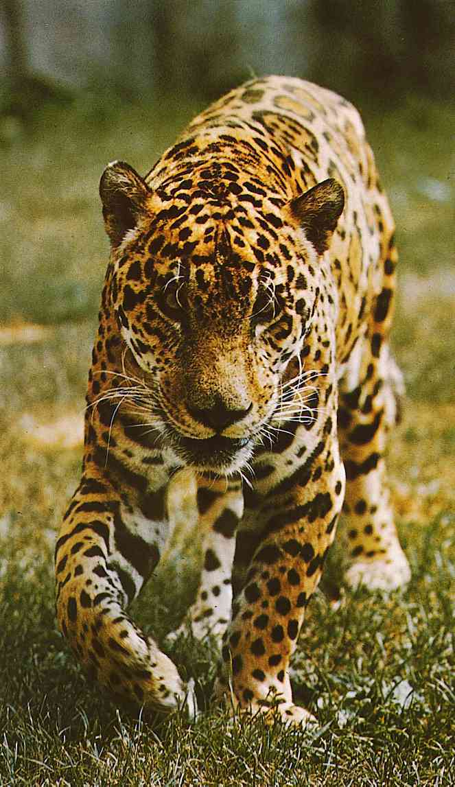 Panthera-onca2TR-Jaguar-by Trudie Waltman.jpg
