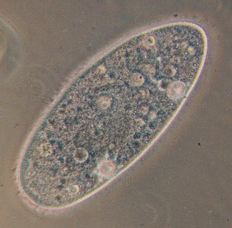 Paramecium caudatum-Protozoan-Ciliate-by Ralf Schmode.jpg