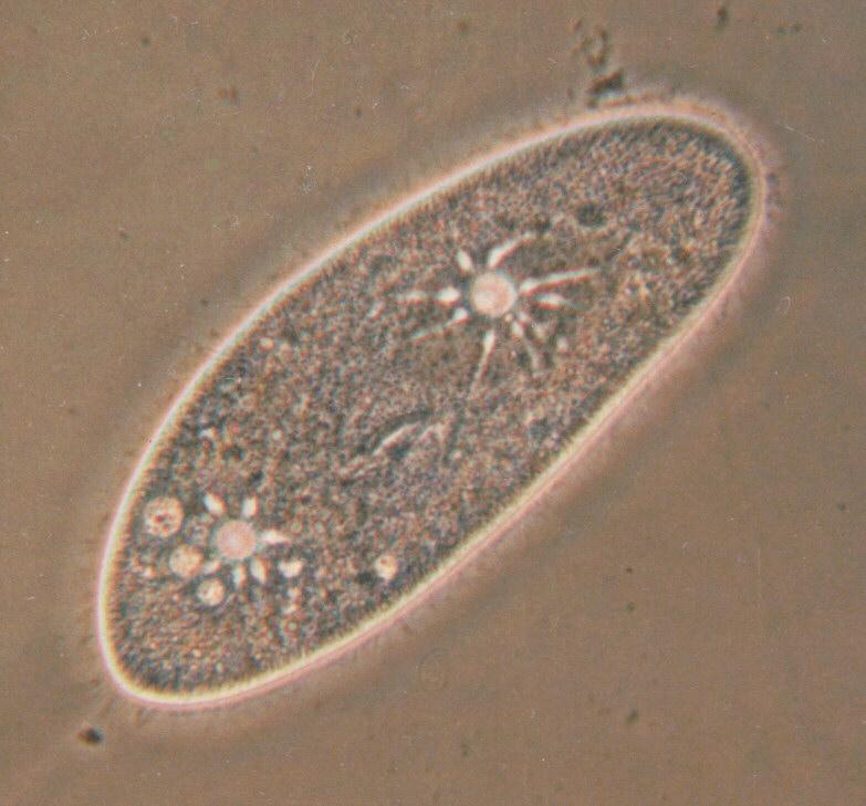 Paramecium caudatum4-Protozoan-ciliate-by Ralf Schmode.jpg