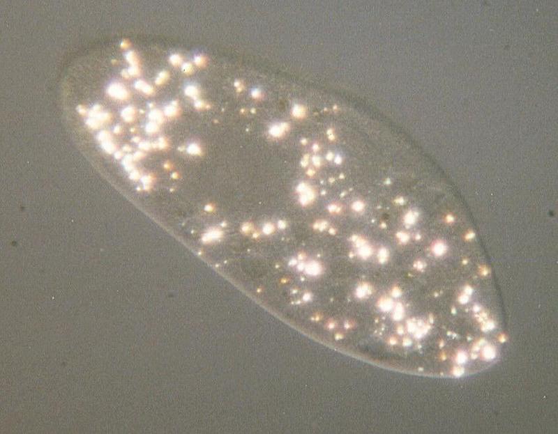 Paramecium caudatum 2-Protozoan-by Ralf Schmode.jpg