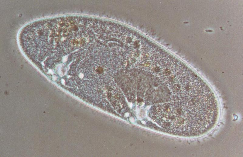 Paramecium caudatum 3-Protozoan-Ciliate-by Ralf Schmode.jpg