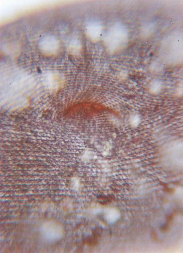 Paramecium caudatum Silverlines-Protozoan-by Ralf Schmode.jpg