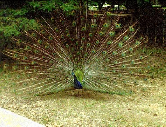 Peacock-WideFeathers-by Dan Cowell.jpg