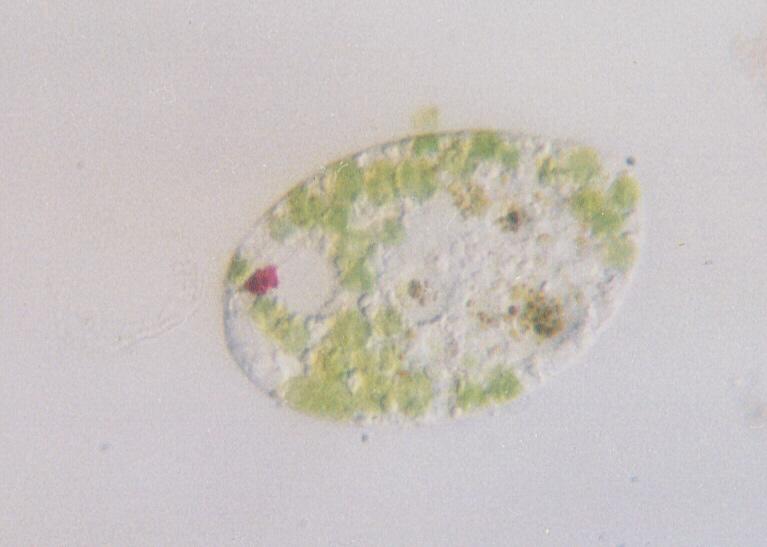 Phacus Oscillans-Protozoan-by Ralf Schmode.jpg