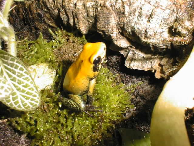Phyllobates bicolor-Poison Dart Frog-by Michael Shrom.jpg