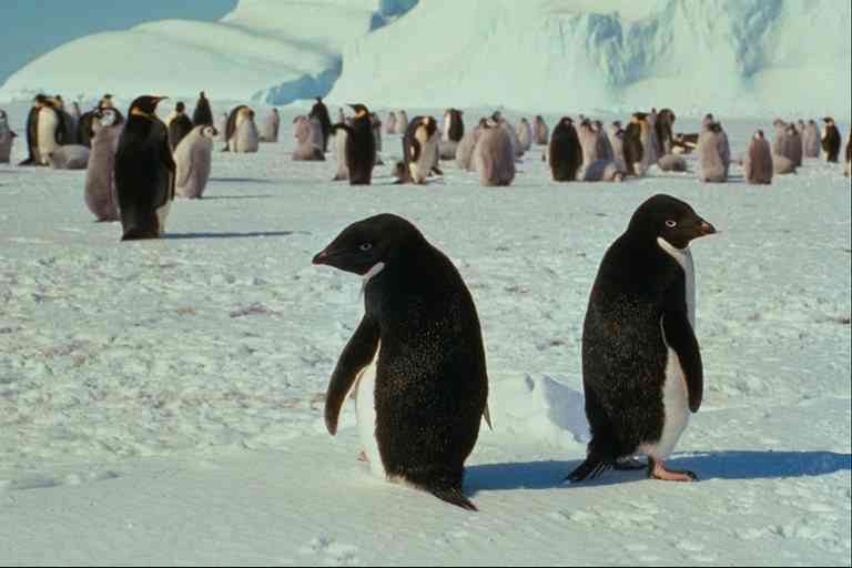 Pingquins-Group01-Adelie and Emperor Penguins-by Trudie Waltman.jpg