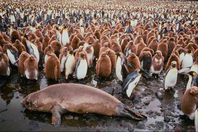 Pingquins-Group02-King Penguins-and-Antarctic Fur Seal-by Trudie Waltman.jpg