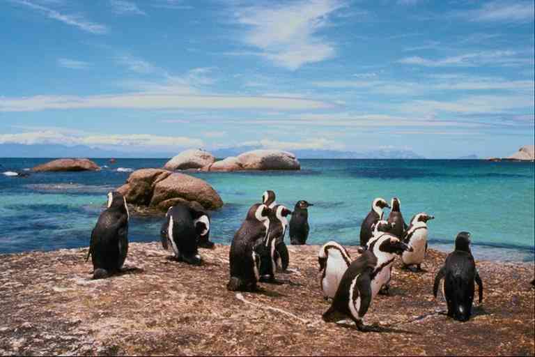 Pingquins-Group05-Jackass Penguins-by Trudie Waltman.jpg