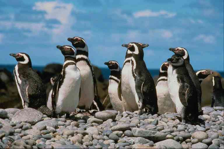 Pingquins-Group06-Jackass Penguins-by Trudie Waltman.jpg